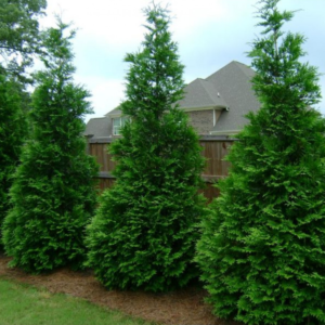 Thuja Green Giant Arborvitae #10 5'