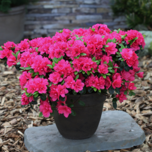 Azalea Canzonetta #1