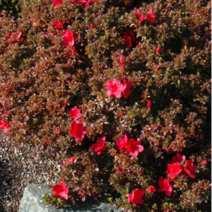 Azalea Cherry Drops #2