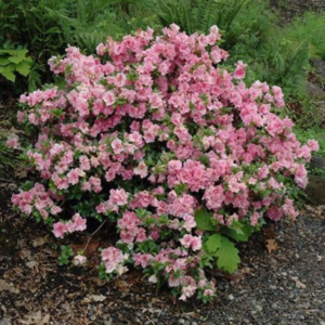 Azalea Gumpo Pink #1
