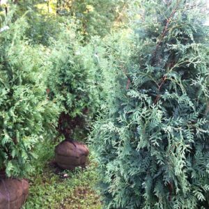 Thuja Nigra Arborvitae 5-6'
